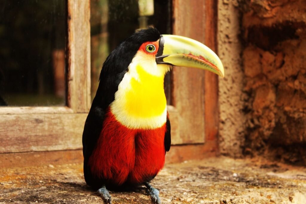 Toucan Red