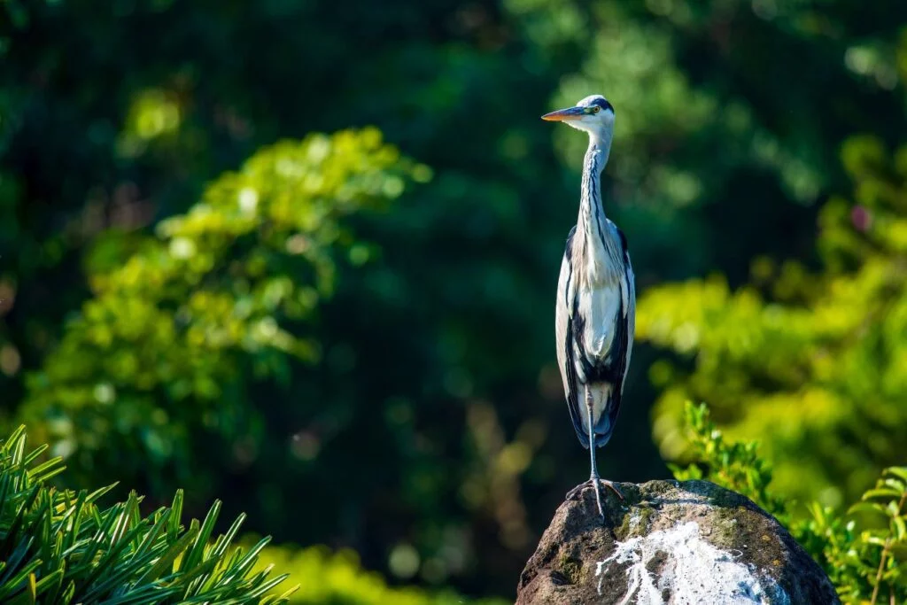 Herons