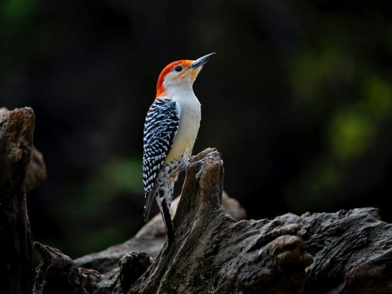 The Majestic World of Woodpeckers