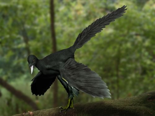 Archaeopteryx - The first bird