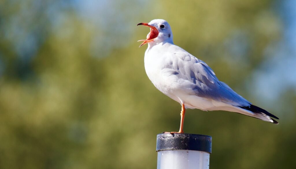 Birds signals and language