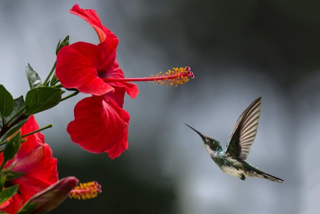 The amazing facts and stories behind bird names: Why some birds are getting new names