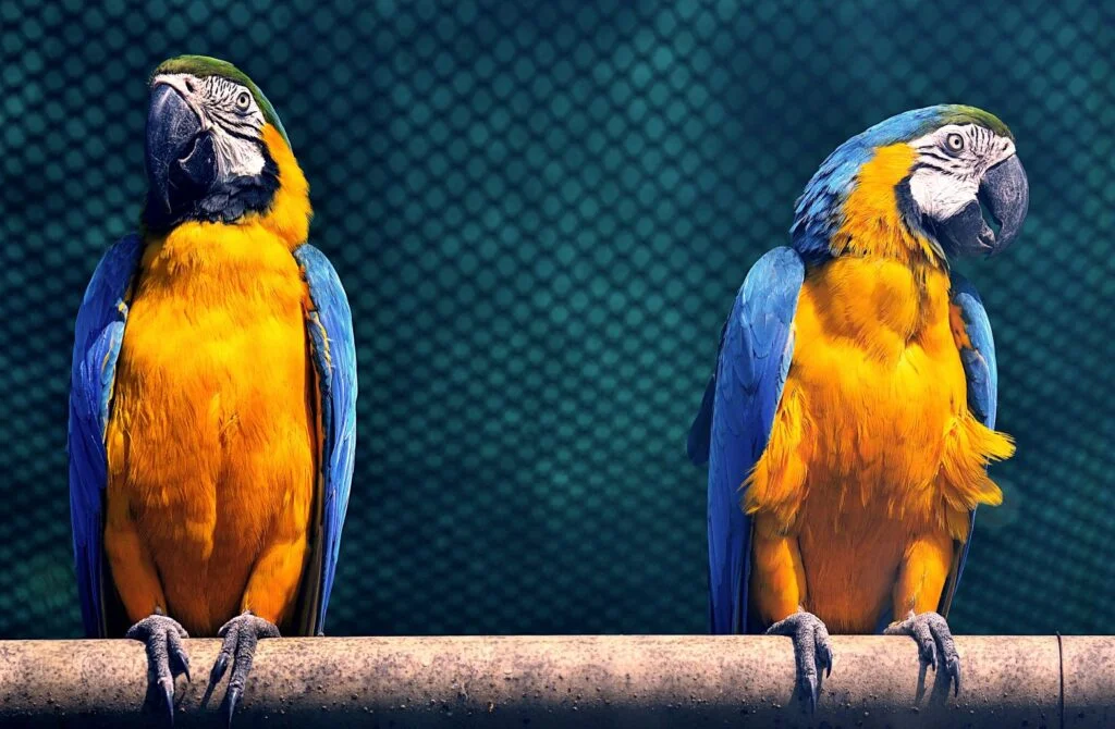 The amazing facts and stories behind bird names: Why some birds are getting new names