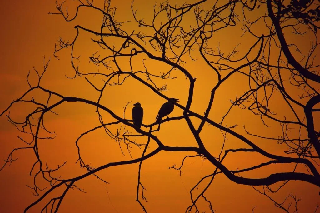 The secret lives of birds: How they communicate, cooperate, and compete