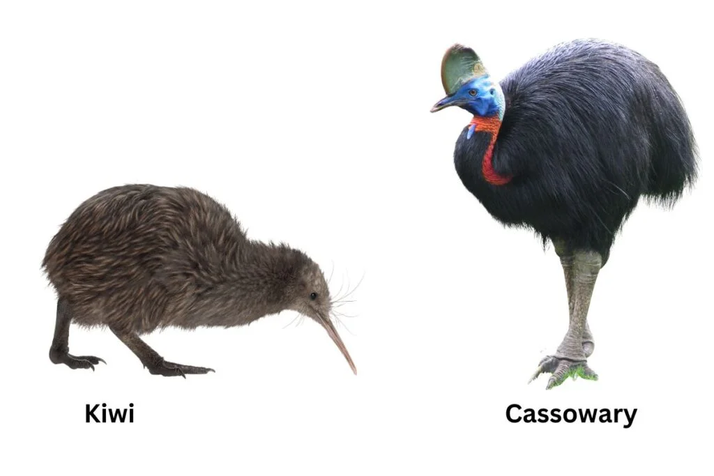 Kiwi Bird