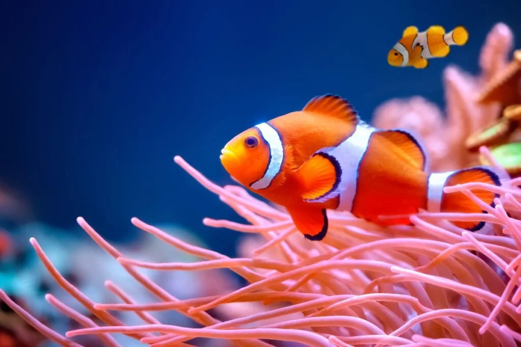 Sea Creatures Life