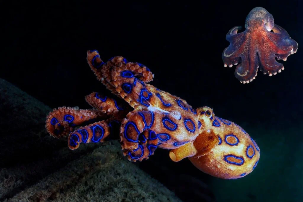 Octopus