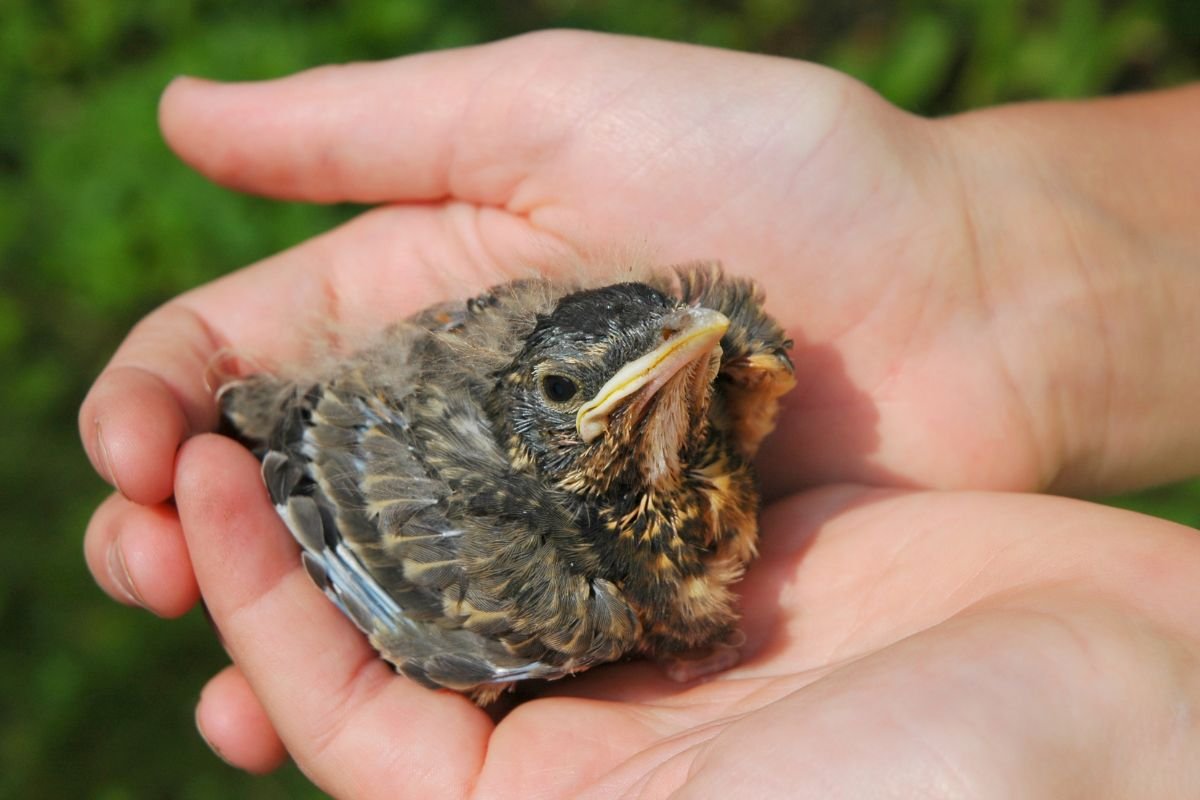 Taking care of a baby bird