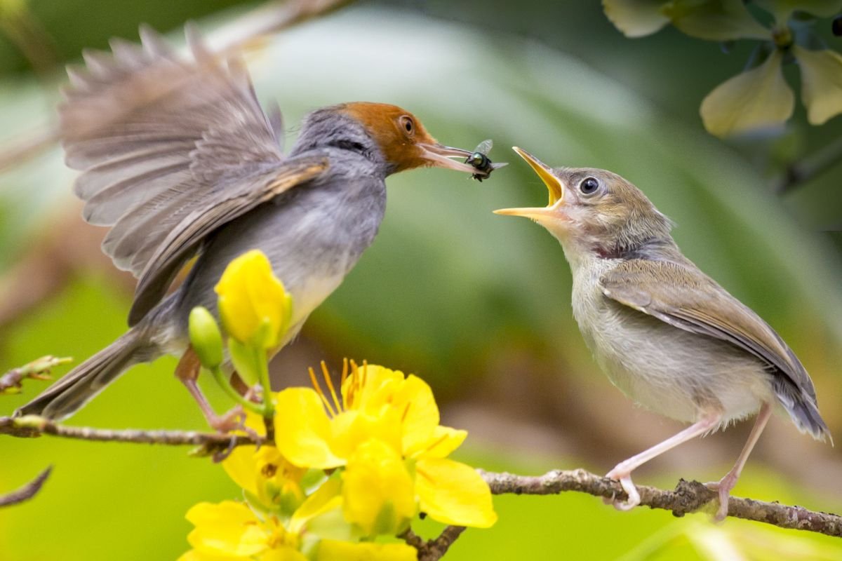 How Often Do You Feed a Baby Bird Worms: Essential Feeding Guide