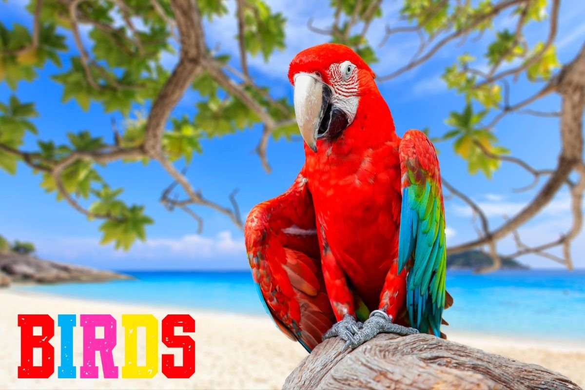 Why Some Bird Plumage Is Colorful While Others Are Monochrome