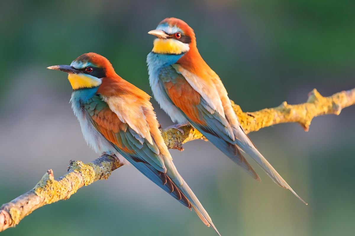 Cute Birds with Colorful Plumage