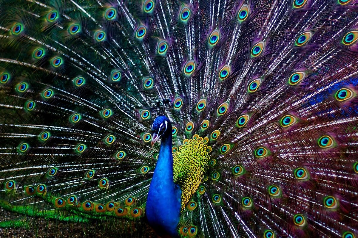 Colorful Peacock Tail