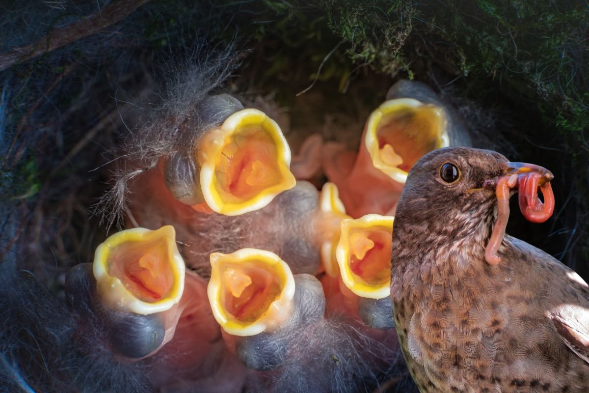 What baby birds eat?