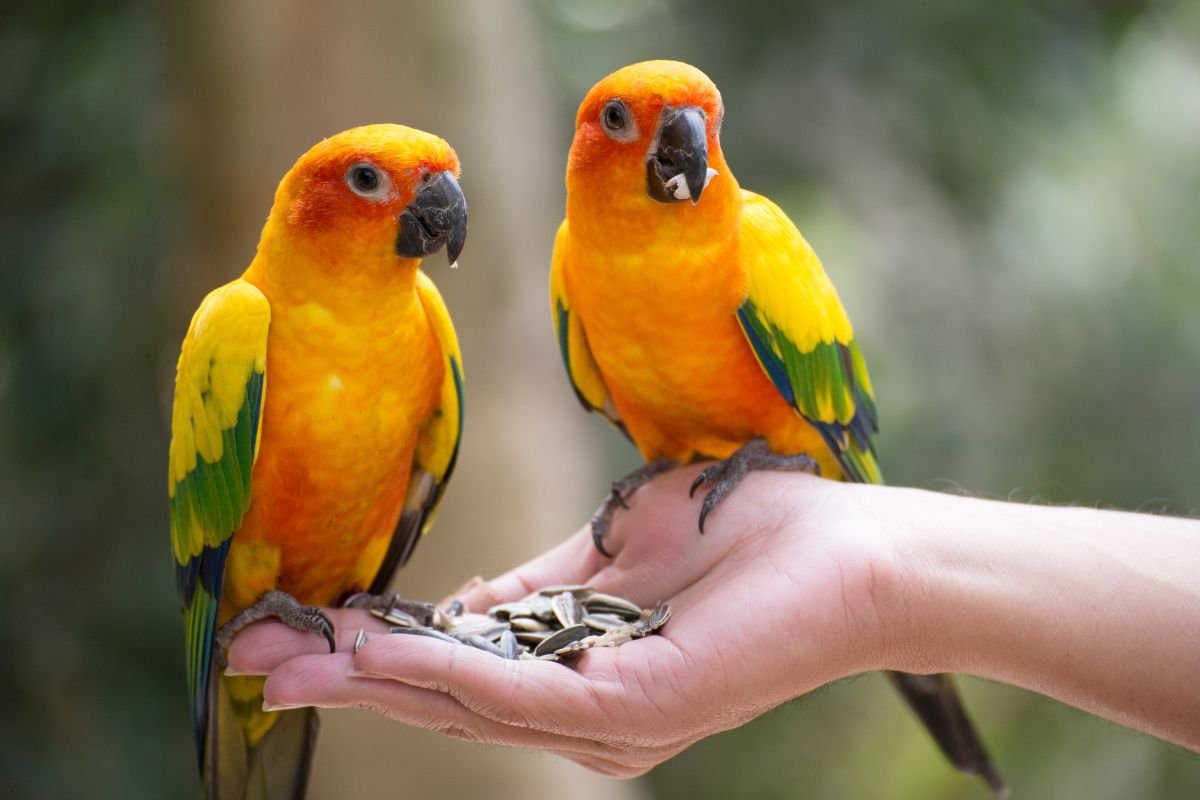 Cute Parrots Eating Seeds