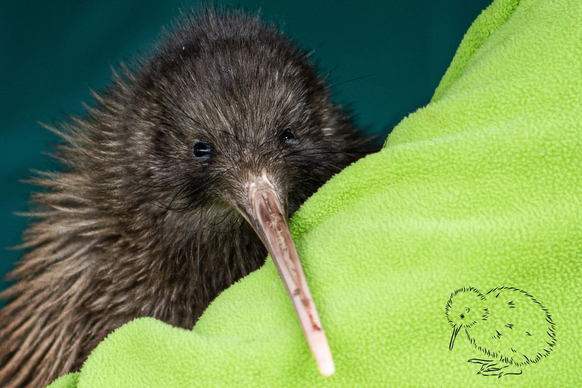 Baby Kiwi Bird