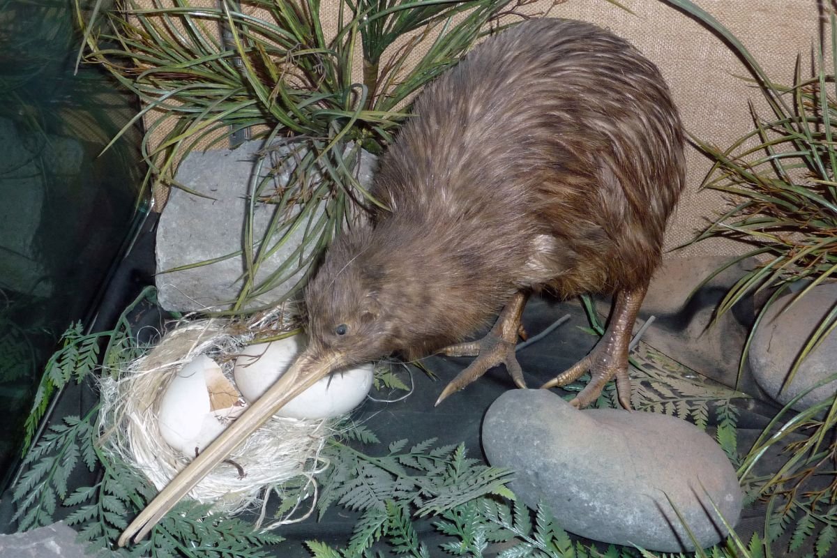 Kiwi Bird Nest with Eggs