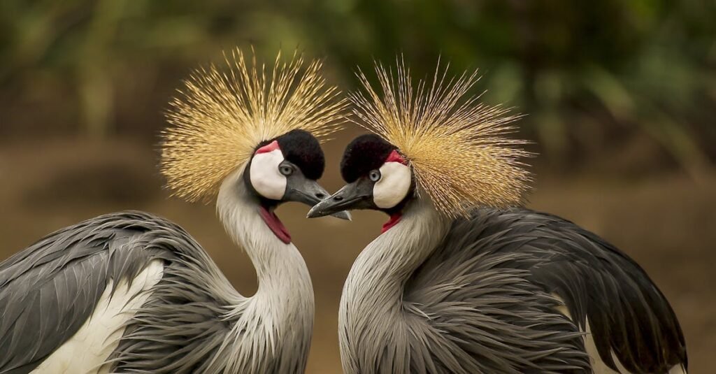 2 Grey and Black Birds