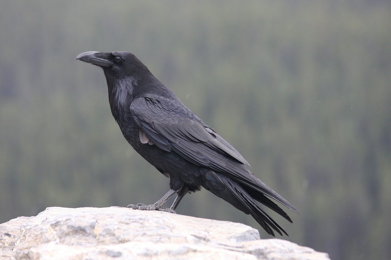 raven, crow, bird