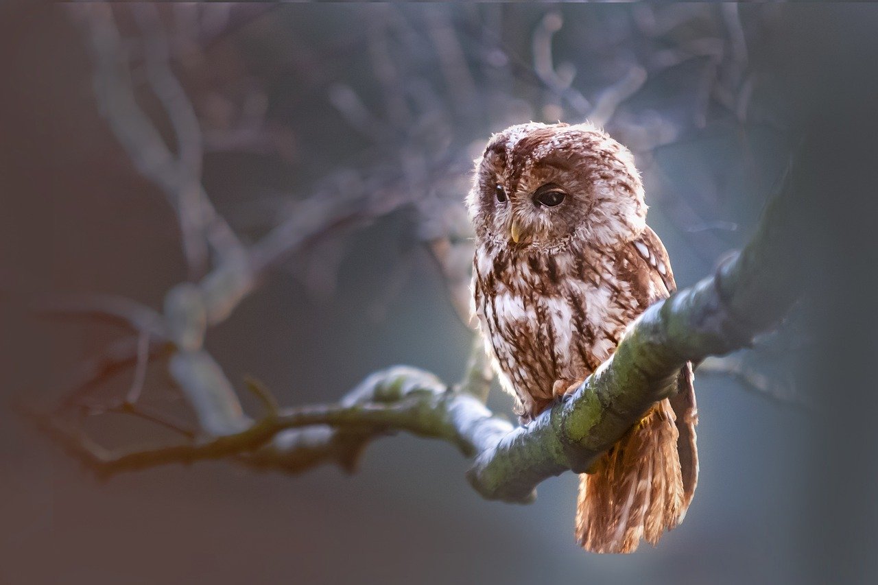 owl, bird, predator