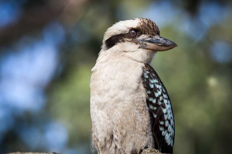 Australia's Most Extraordinary Birds: Nature's Winged Wonders