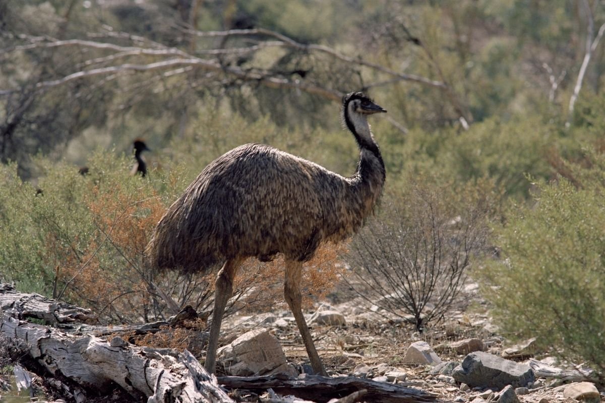 Emu Bird Australia