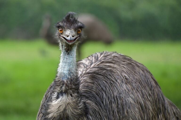 Emu Bird Australia