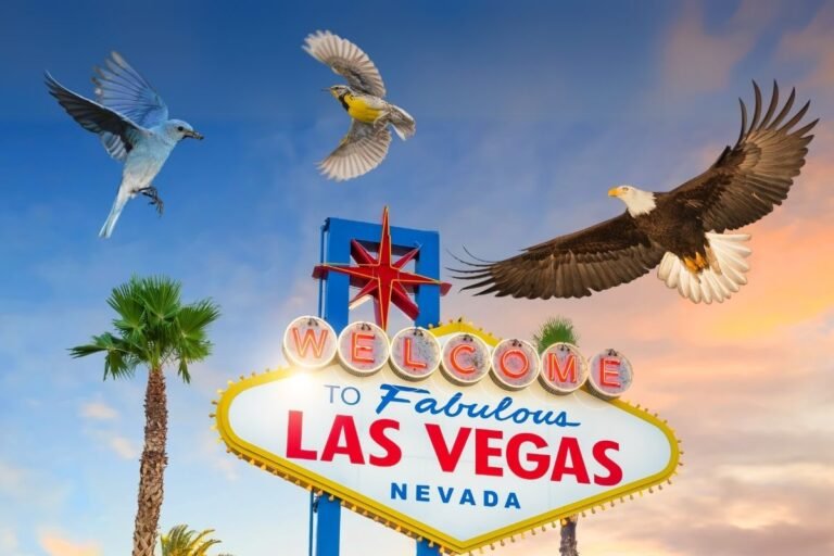 Birdwatching Adventures: Discover the Diverse Birdlife of Las Vegas, USA