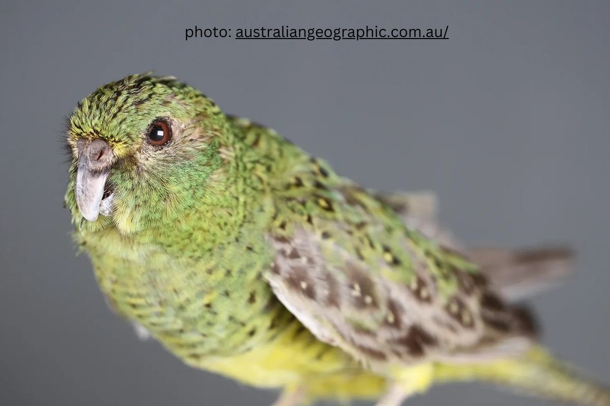 The Night Parrot Australia