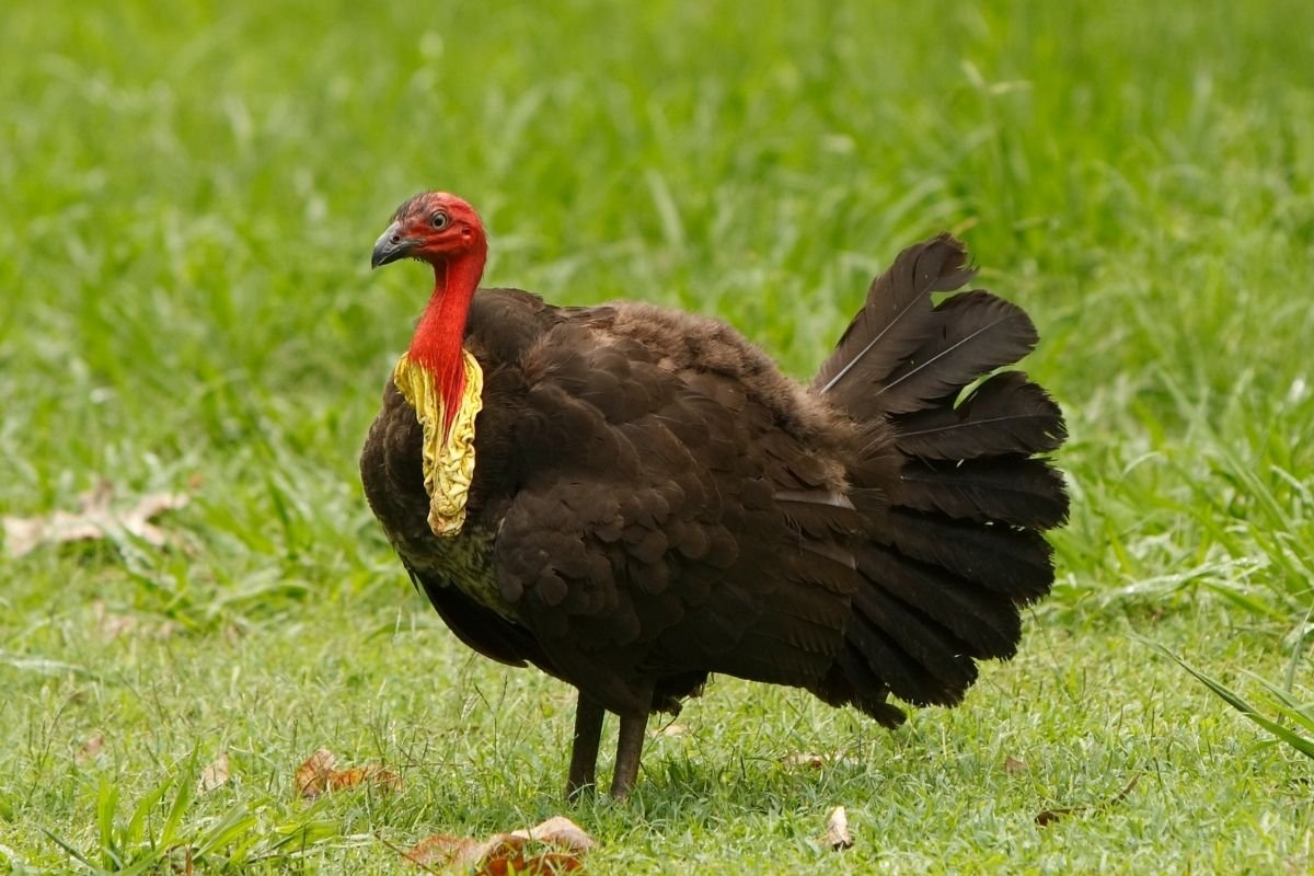 australian brush turkey