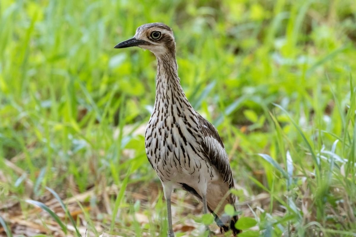 bush stone curlew