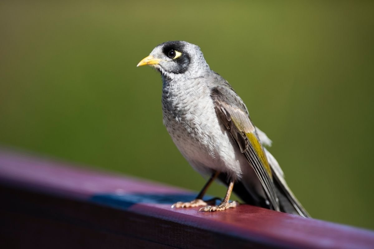 noisy miner bird