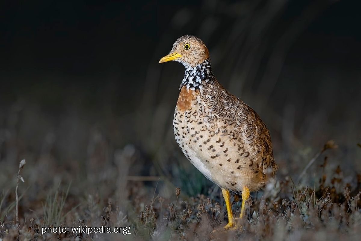 plains wanderer