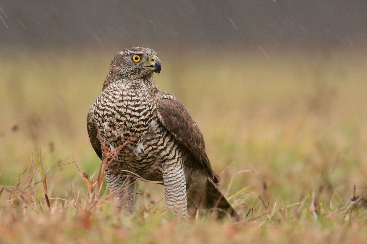 red goshawk australian bird