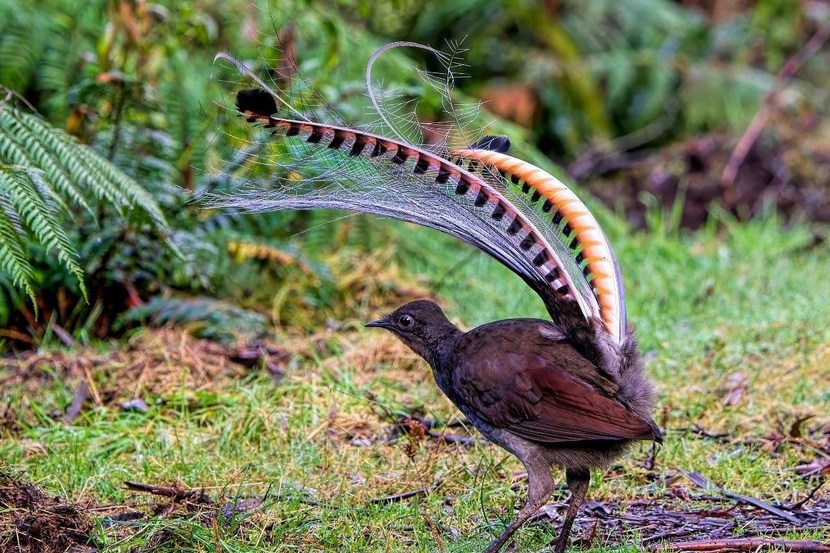 superb lyrebird