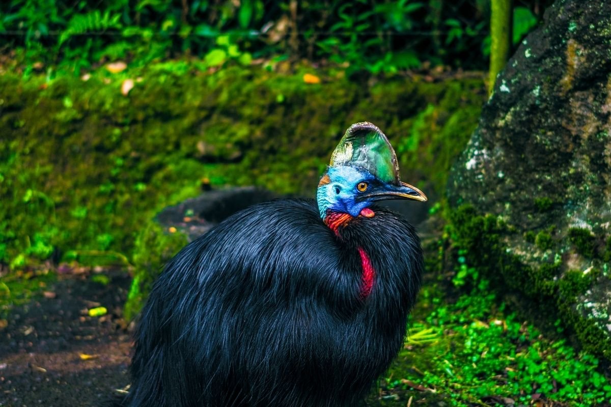 the southern cassowary australia
