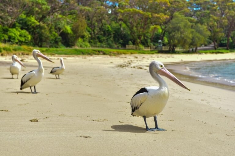 The Secret Life of Pelicans: Surprising Facts About These Incredible Birds