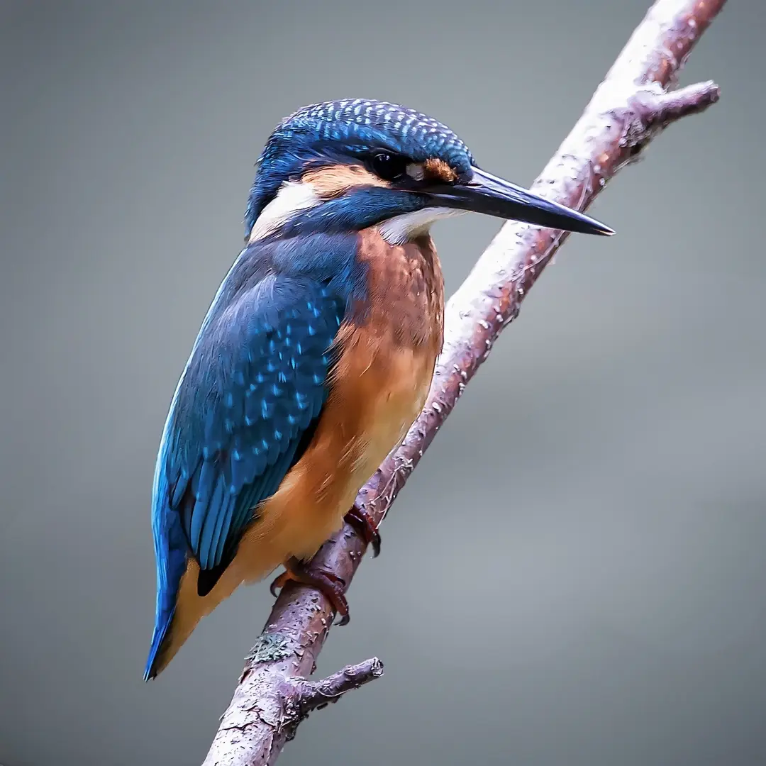 Belted Kingfisher (Megaceryle alcyon)