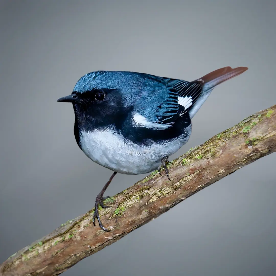 Black-Throated Blue Warbler (Setophaga caerulescens)