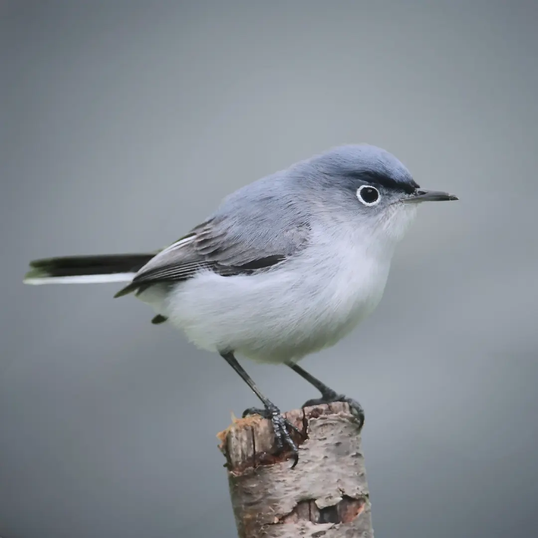 Blue-Gray Gnatcatcher (Polioptila caerulea)