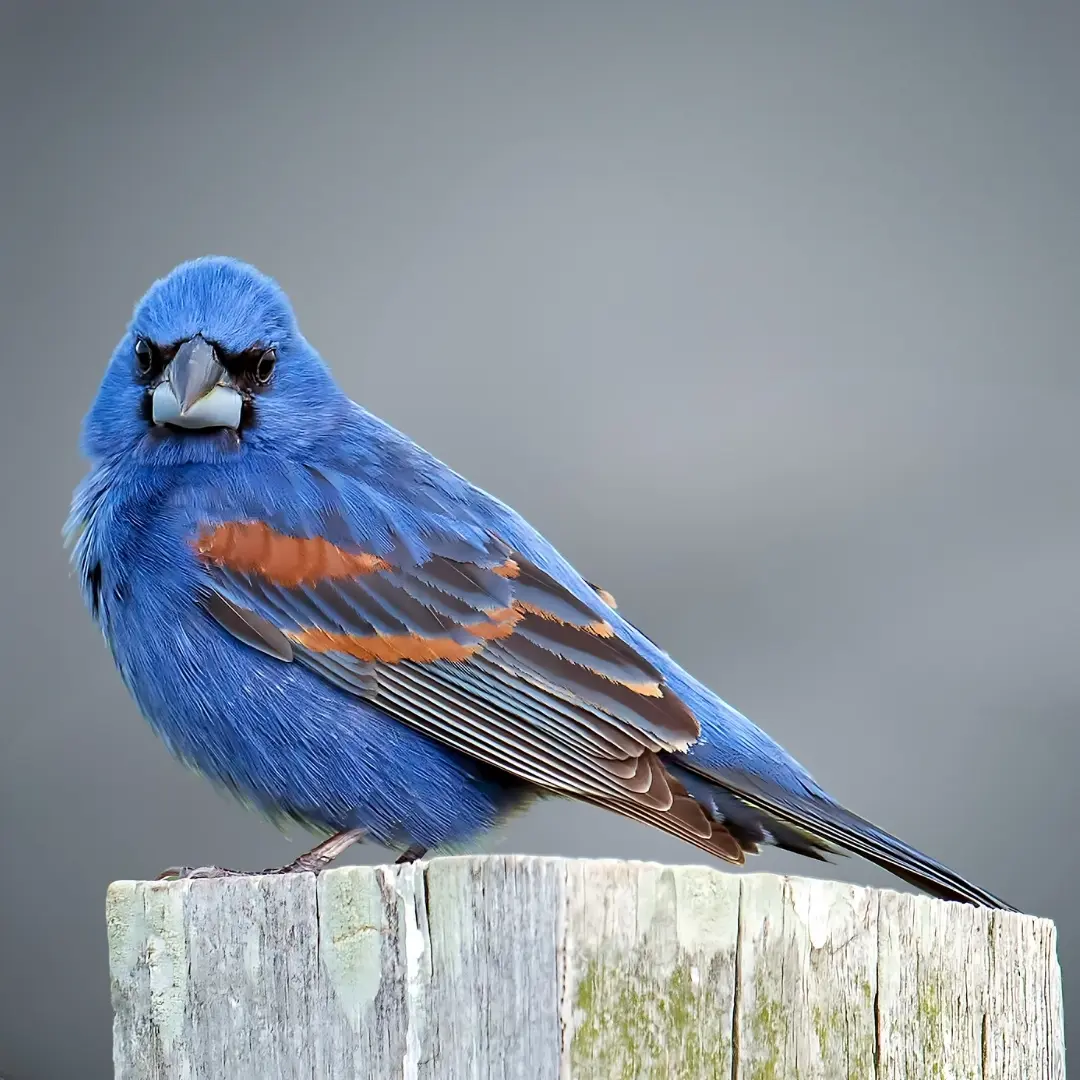 Blue Grosbeak (Passerina caerulea)