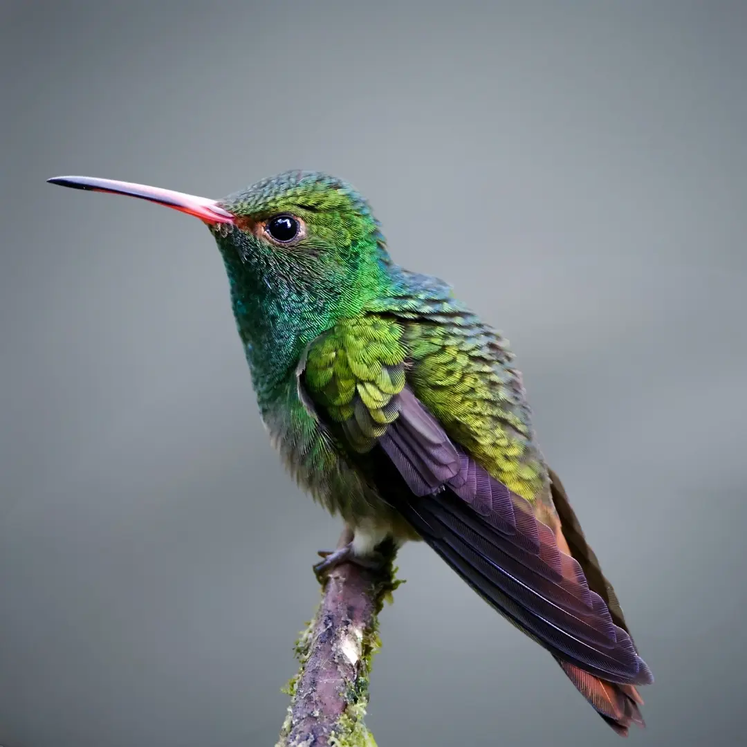 Broad-Billed Hummingbird (Cynanthus latirostris)