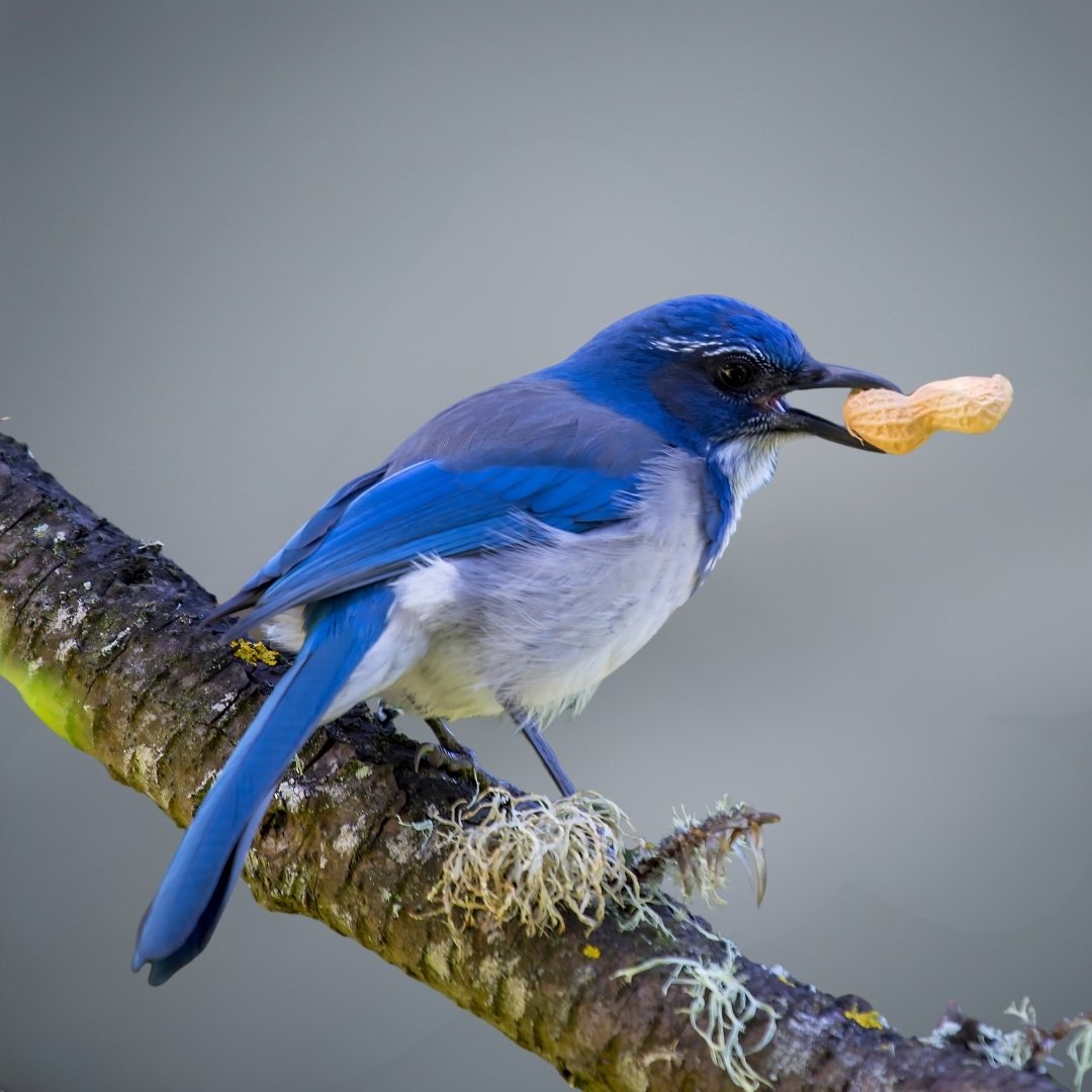 California Scrub-Jay (Aphelocoma californica)