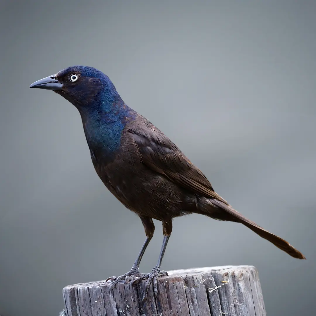 Common Grackle (Quiscalus quiscula)