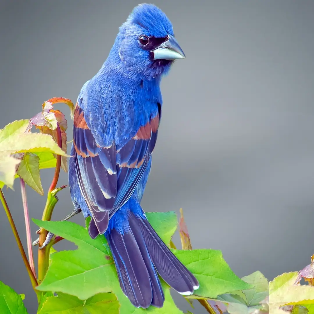 Indigo Bunting (Passerina cyanea)