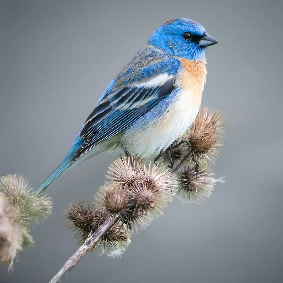 Lazuli Bunting (Passerina amoena)