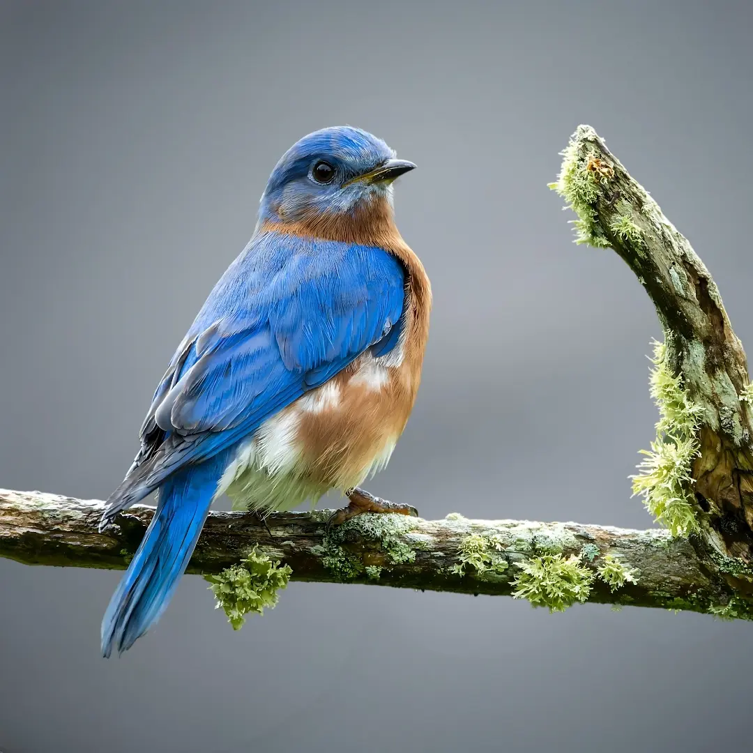 Mountain Bluebird (Sialia currucoides)