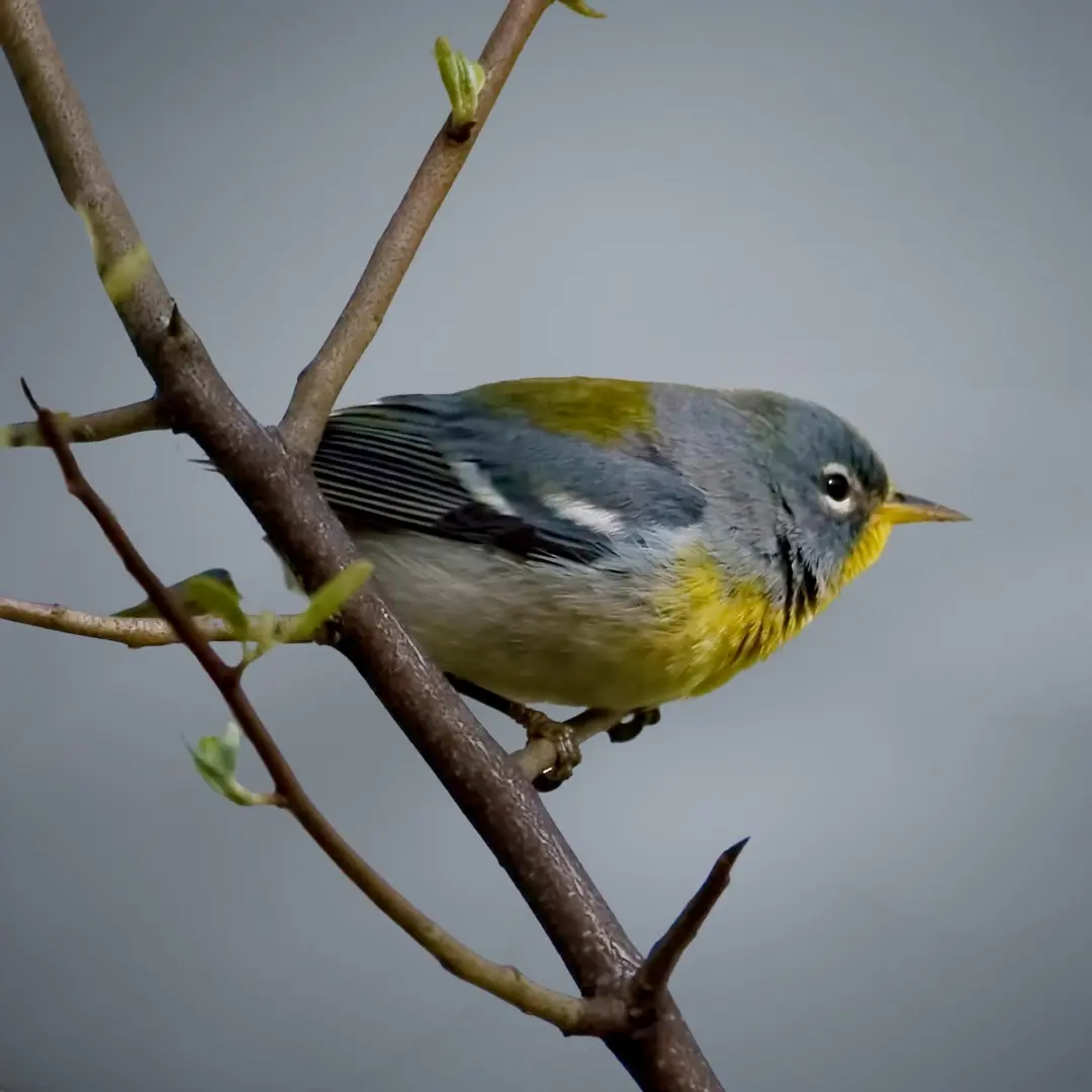 Northern Parula (Setophaga americana)