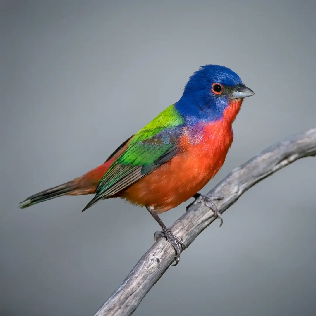 Painted Bunting (Passerina ciris)