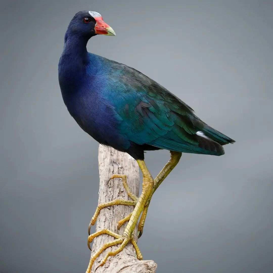 Purple Gallinule (Porphyrio martinicus)