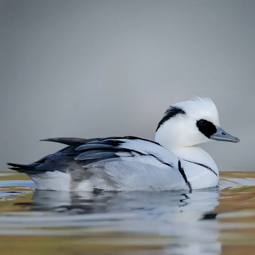 Smew (Mergellus albellus)